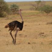  Lake Manyara, TZ